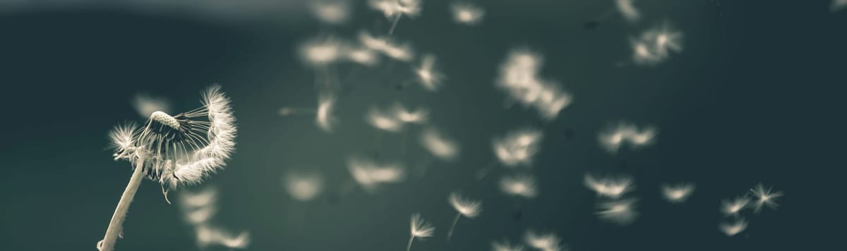 A dandelion clock, with its seeds scattering in the wind