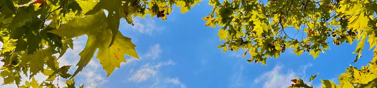 A view of a blue sky through the yellowing leaves of a sycamore tree.