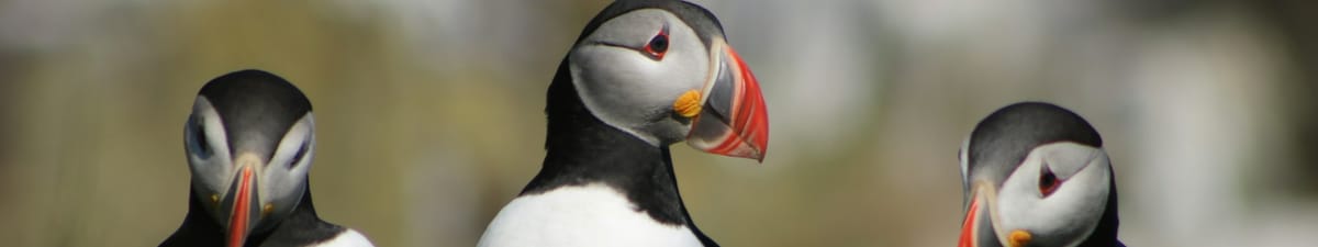 Three little puffins, standing in a row.